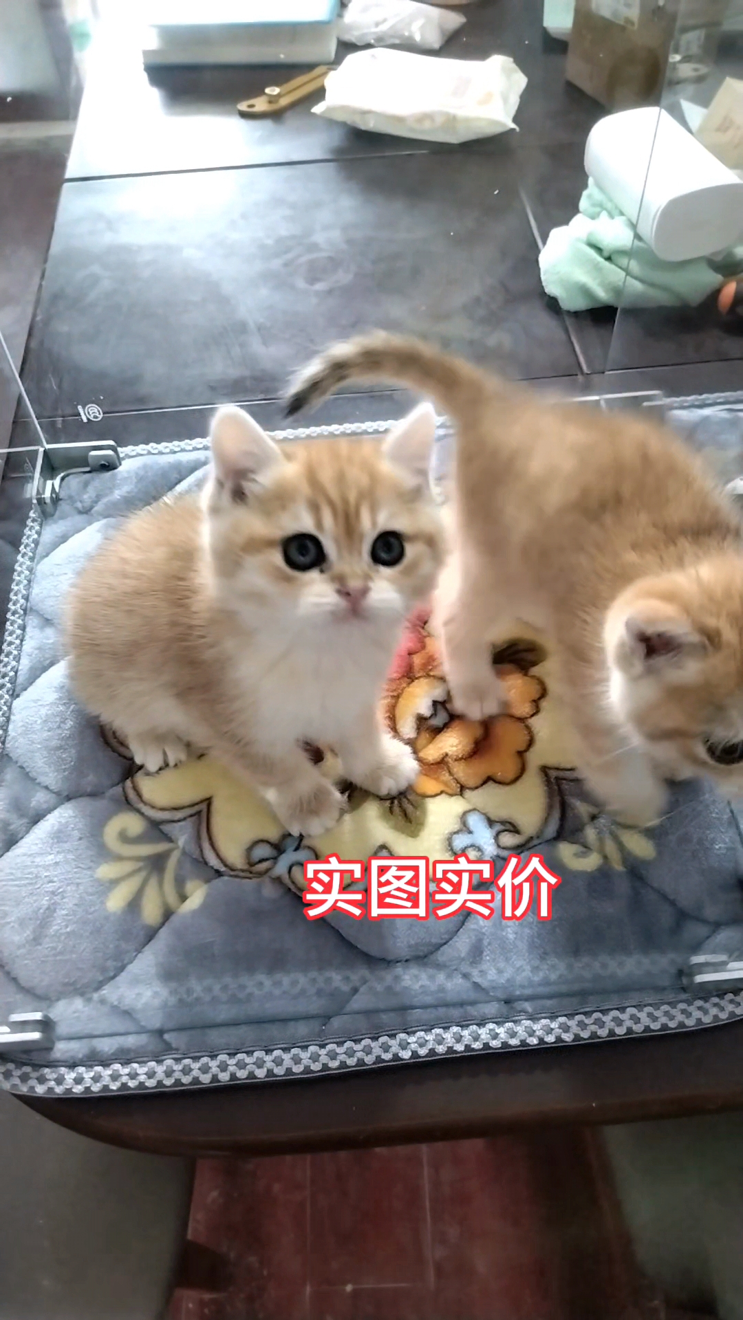 金渐层短毛